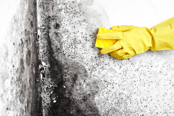 Best HVAC Mold Inspection and Cleaning  in Hardin, MT