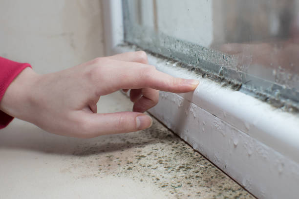 Reliable Hardin, MT Mold Removal Solutions